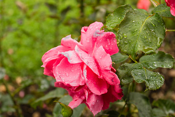 Image showing Raindrops on pink fuchsia  Red Rose