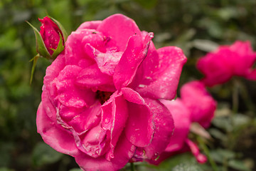 Image showing Raindrops on Red Rose