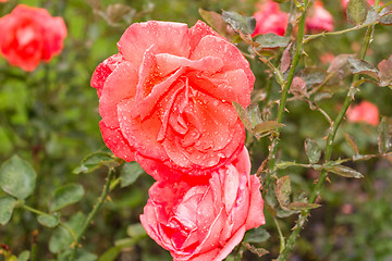 Image showing Raindrops on Red Rose