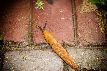 Image showing snail on floor