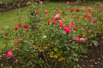 Image showing Raindrops on yellow and Red Rose