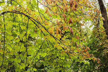 Image showing trees, green grass and brown leaves