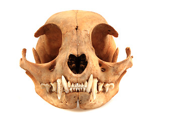 Image showing cat skull 