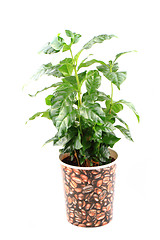 Image showing coffee plant isolated 