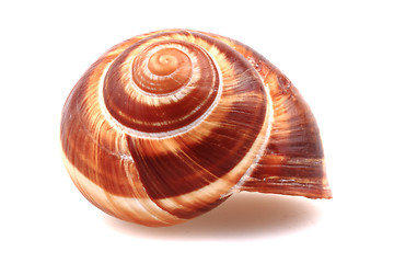 Image showing snail shell isolated 