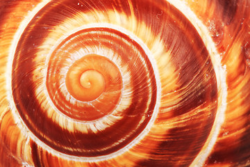 Image showing snail shell background