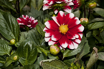 Image showing dahlia