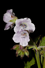 Image showing woodland cranesbill