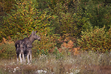 Image showing moose family