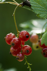 Image showing red currants