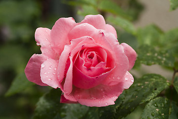 Image showing wet pink rose