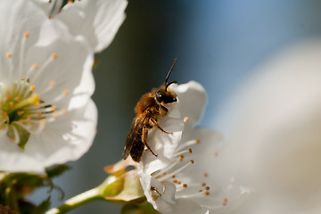 Image showing bee on cherry blossom
