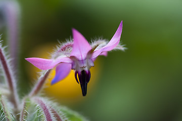 Image showing pink borago