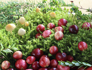 Image showing Cranberries