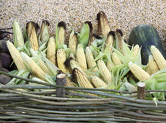 Image showing Corn cobs