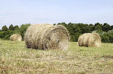 Image showing Hay rolls 