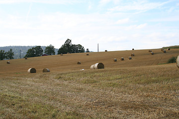 Image showing Harvest