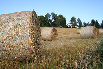 Image showing Harvest