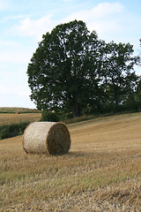Image showing Harvest