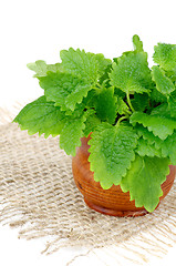 Image showing Lemon Balm