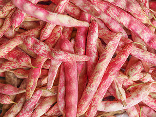 Image showing Cranberry beans