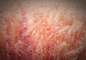 Image showing Retro look Barleycorn field
