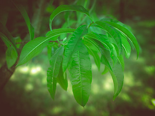 Image showing Retro look Peach tree leaf