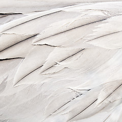 Image showing Bird feathers