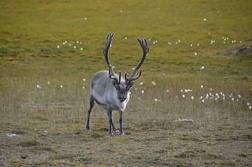 Image showing Reindeer