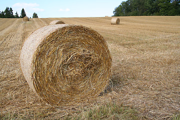 Image showing Harvest