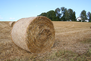 Image showing Harvest