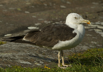 Image showing Great Black-backed gull