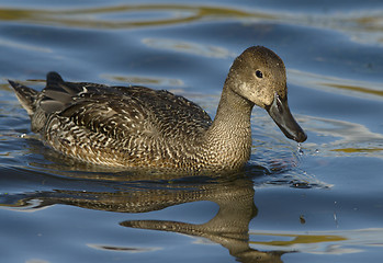 Image showing Northern Pintail