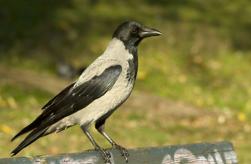 Image showing Hooded Crow