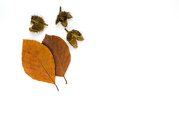 Image showing Autumn colored beech leaves