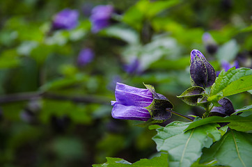 Image showing Blue physalis type flower