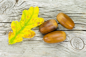 Image showing Oak tree leaf and acorns closeup