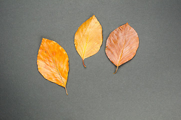 Image showing Autumn leaves at dark background