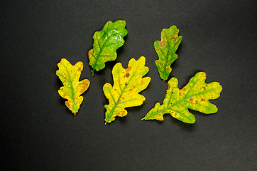 Image showing Autumn colored leaves at dark background