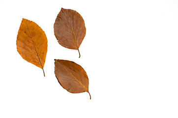 Image showing Autumn decoration on white