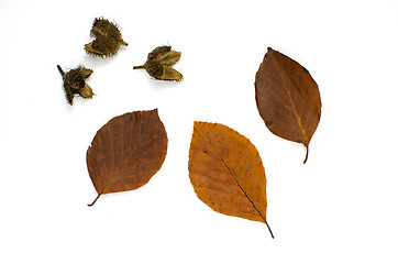 Image showing Beech autumn colors