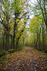 Image showing Country road in fall colors