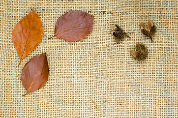 Image showing Autumnal still life 