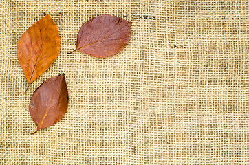 Image showing Fall colored leaves at burlap