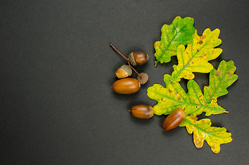 Image showing Colorful leaves and acorns