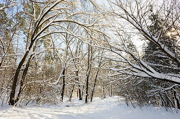 Image showing snowy winter forest