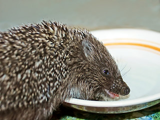 Image showing Funny hedgehog drinks a milk