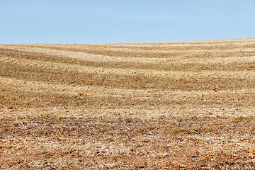 Image showing Autumn field after harvesting soybean