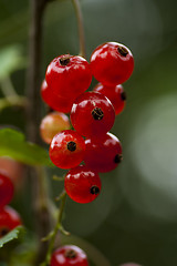 Image showing red currants