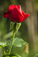 Image showing red rose